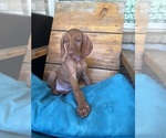 Puppy Sweetie Vizsla