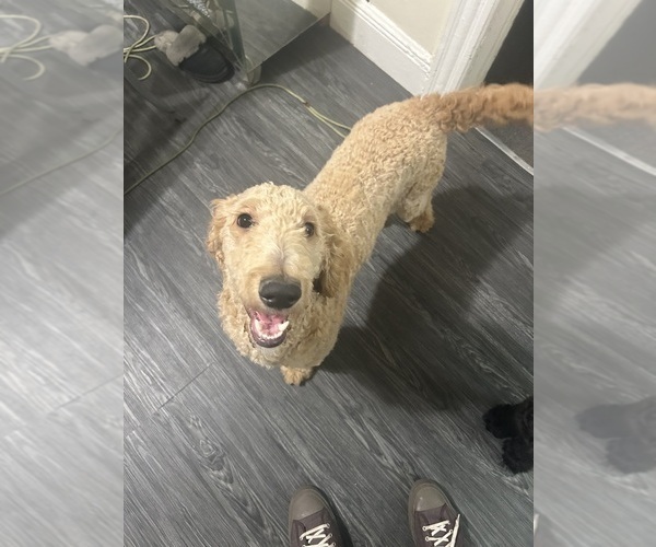 Medium Photo #5 Goldendoodle Puppy For Sale in BLOOMFIELD, NJ, USA