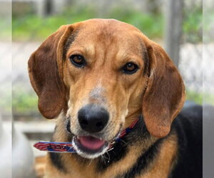 Coonhound-Unknown Mix Dogs for adoption in Canton, CT, USA