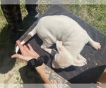 Small Photo #16 American Pit Bull Terrier Puppy For Sale in PENSACOLA, FL, USA