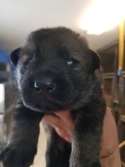 German Shepherd Dog Puppy for sale in CONGERS, NY, USA
