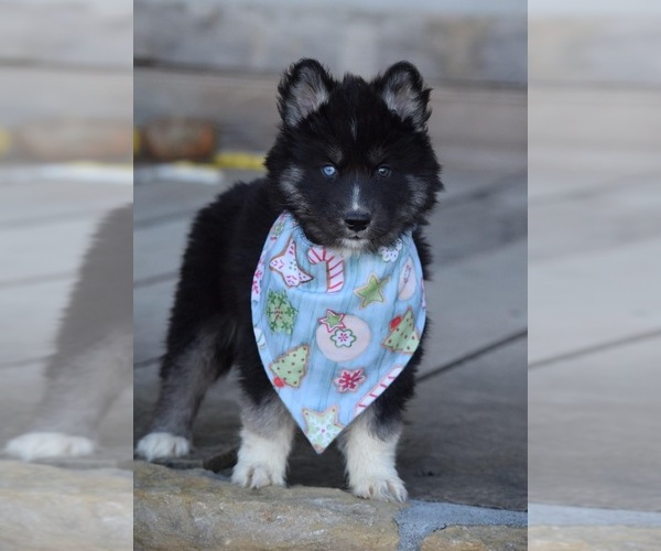 Medium Photo #1 Siberian Husky Puppy For Sale in SILEX, MO, USA