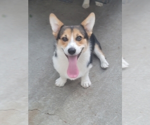 Pembroke Welsh Corgi Puppy for sale in CARMICHAEL, CA, USA