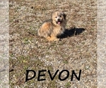 Small #2 Shorkie Tzu