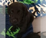 Puppy Mr Red Goldendoodle