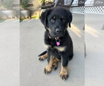 Small #10 German Shepherd Dog Mix