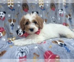 Small #4 Cavapoo
