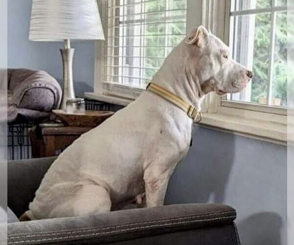 Medium Photo #17 American Pit Bull Terrier-Unknown Mix Puppy For Sale in Germantown, OH, USA