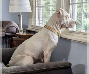 Mila May - Female American Pit Bull Terrier-Unknown Mix Dog for Adoption - Photo #17