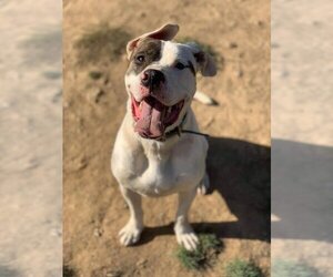 Rex - Male American Pit Bull Terrier-Siberian Husky Mix Dog for Adoption - Photo #2