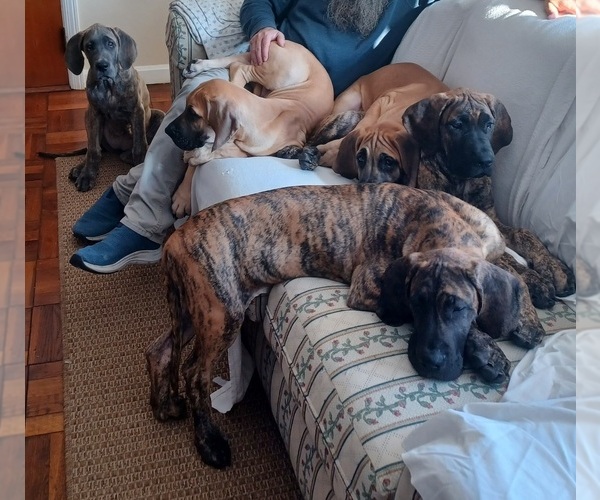 Medium Photo #1 Great Dane Puppy For Sale in FORT MITCHELL, KY, USA