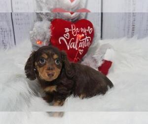 Dachshund Puppy for Sale in HAWESVILLE, Kentucky USA