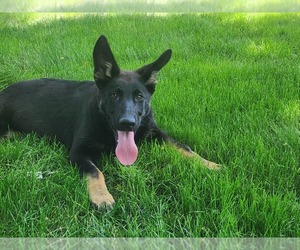 German Shepherd Dog Puppy for sale in NEW PARIS, IN, USA