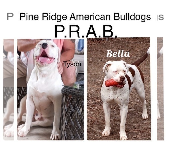 Medium Photo #1 American Bulldog Puppy For Sale in BLACKSBURG, SC, USA