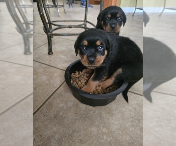 Medium Photo #11 Rottweiler Puppy For Sale in SARASOTA, FL, USA