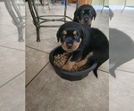 Small Photo #11 Rottweiler Puppy For Sale in SARASOTA, FL, USA