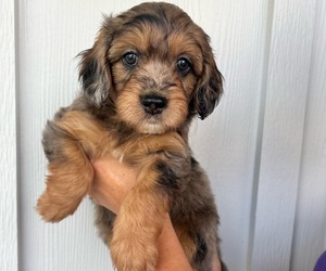 Aussiedoodle Miniature -Goldendoodle Mix Puppy for Sale in BILOXI, Mississippi USA
