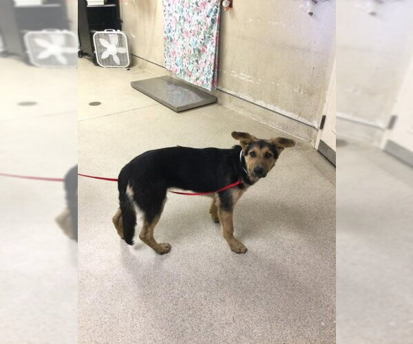 Medium Photo #1 German Shepherd Dog-Unknown Mix Puppy For Sale in Riverside, CA, USA