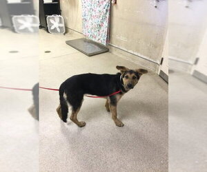 German Shepherd Dog-Unknown Mix Dogs for adoption in Riverside, CA, USA