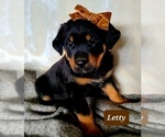 Small #12 Rottweiler