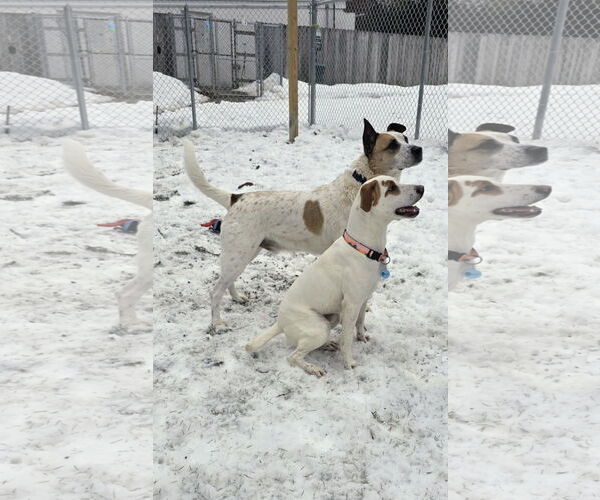 Medium Photo #2 Pointer-Unknown Mix Puppy For Sale in Rockaway, NJ, USA