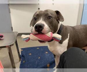 American Pit Bull Terrier-Unknown Mix Dogs for adoption in Berkeley , CA, USA