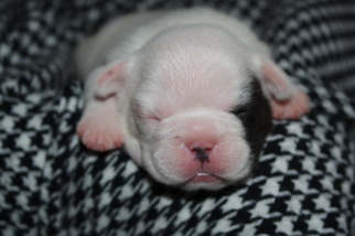French Bulldog Puppy for sale in GAINESVILLE, GA, USA