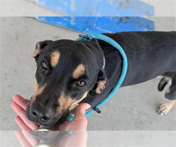 Medium Photo #1 Mutt Puppy For Sale in Bakersfield, CA, USA