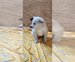 Small #2 Pomsky