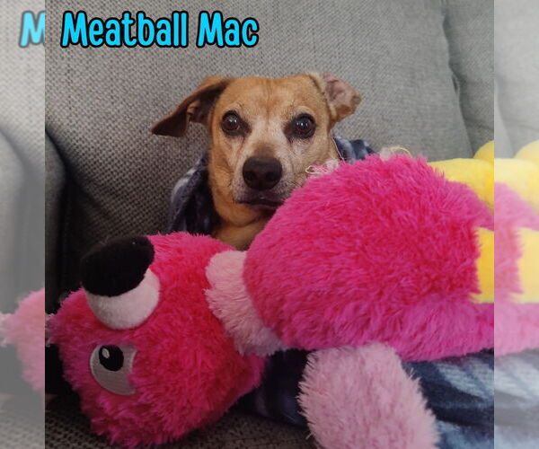 Medium Photo #14 Dachshund Puppy For Sale in San Antonio, TX, USA