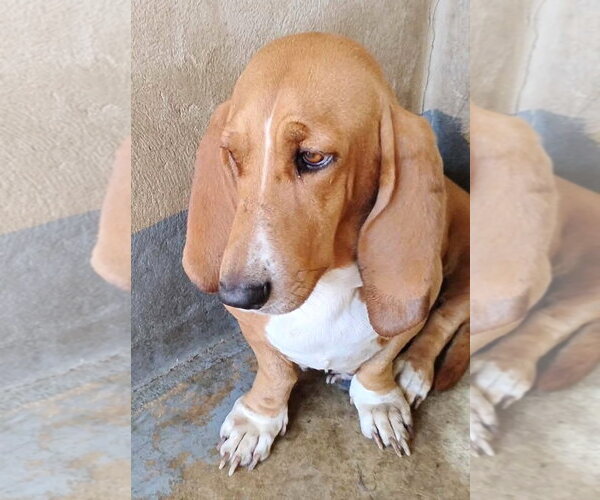 Medium Photo #2 Basset Hound Puppy For Sale in Boonton, NJ, USA