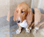 Small Photo #2 Basset Hound Puppy For Sale in Boonton, NJ, USA