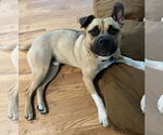 Small #3 Black Mouth Cur Mix