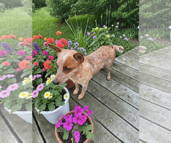 Medium Photo #7 - Mix Puppy For Sale in McKinney, TX, USA