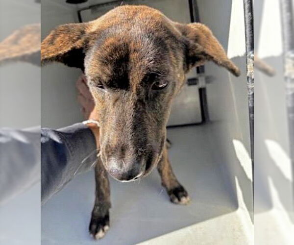 Medium Photo #1 Mutt Puppy For Sale in Houston, TX, USA