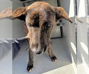 Mutt Dogs for adoption in Houston, TX, USA