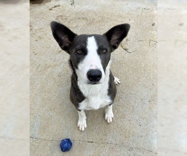 Medium Photo #9 Border Collie-Unknown Mix Puppy For Sale in Chico, CA, USA