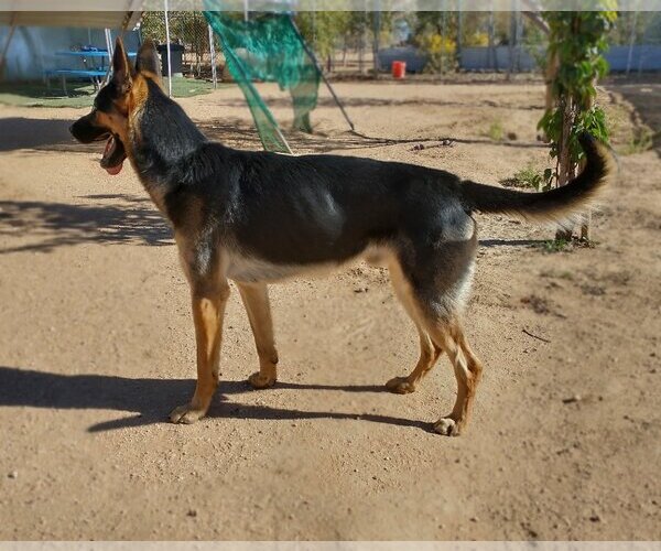 Medium Photo #2 German Shepherd Dog Puppy For Sale in Apple Valley, CA, USA