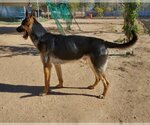 Small Photo #2 German Shepherd Dog Puppy For Sale in Apple Valley, CA, USA
