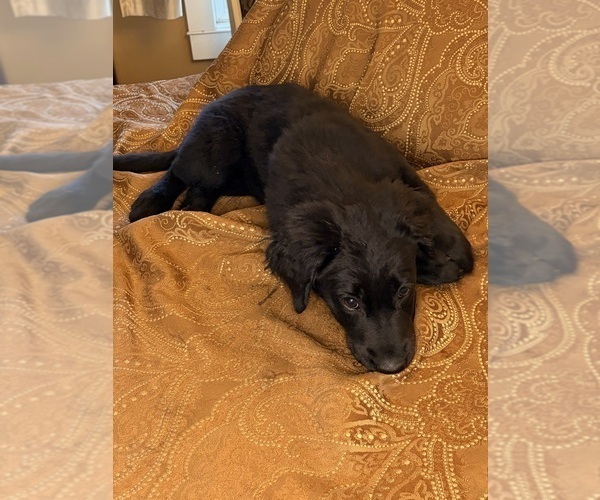 Medium Photo #6 Flat Coated Retriever Puppy For Sale in ROSE HILL, KS, USA