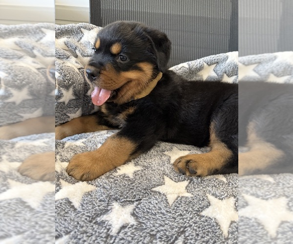Medium Photo #17 Rottweiler Puppy For Sale in BRIGHTON, CO, USA