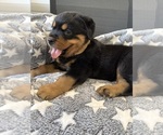 Small #16 Rottweiler