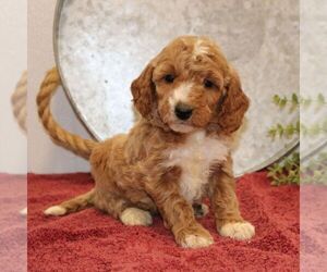 Goldendoodle (Miniature) Puppy for sale in EPHRATA, PA, USA