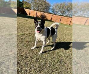 Jolene - Female Border Collie-Unknown Mix Dog for Adoption - Photo #3