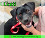 Small #6 Rottweiler-American Pit Bull Terrier