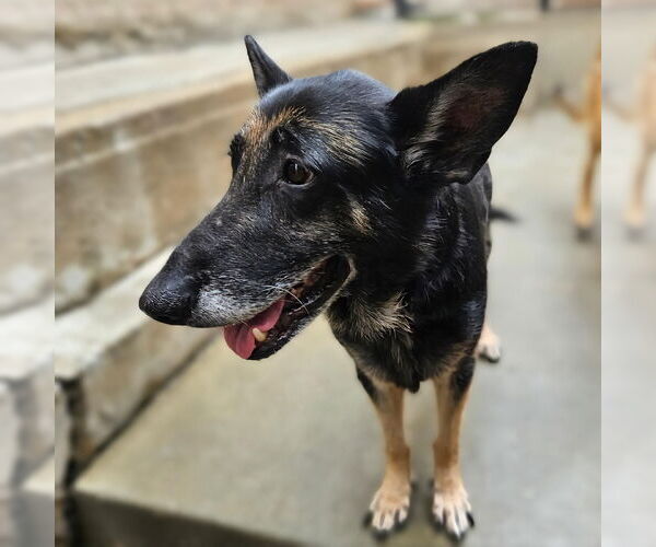 Medium Photo #5 German Shepherd Dog Puppy For Sale in Chicago, IL, USA