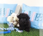 Small #2 Yorkipoo