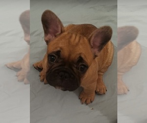 French Bulldog Litter for sale in CONCORDIA, KS, USA