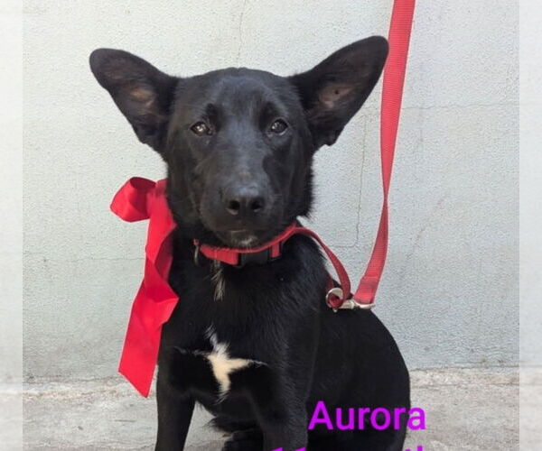 Medium Photo #2  Puppy For Sale in , 