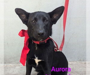 German Shepherd Dog-Siberian Husky Mix Dogs for adoption in San Diego , CA, USA